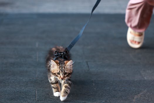 pets