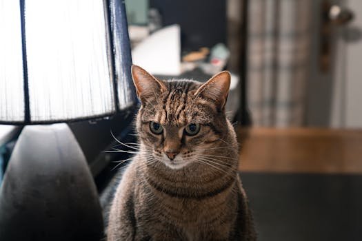 pets Adorable tabby cat sits alertly by a lamp in a cozy indoor environment, capturing a warm and homely vibe.