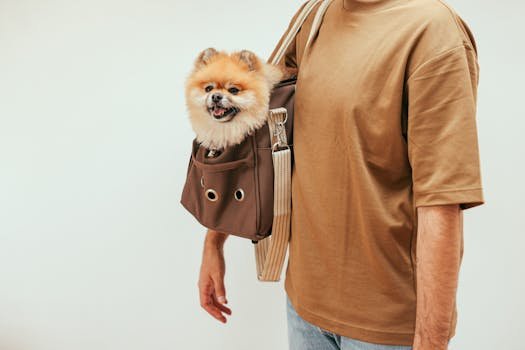 A Pomeranian sits happily in a stylish pet carrier bag worn by an adult indoors. pet