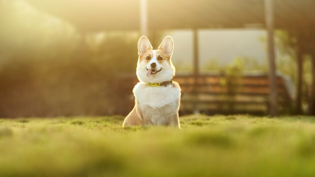 dog, nature, corgi, pet, cute, animal